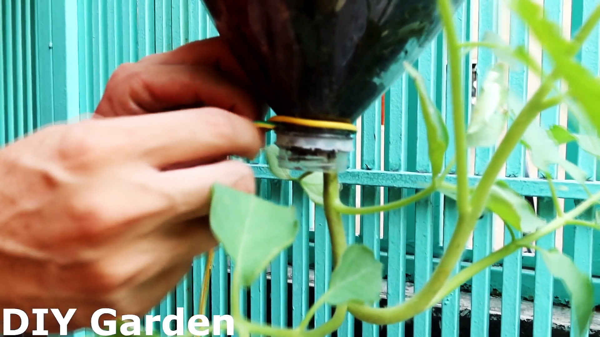 Способ выращивания томатов из семян в подвесных ПЭТ бутылках. Подходит даже для квартиры и балкона