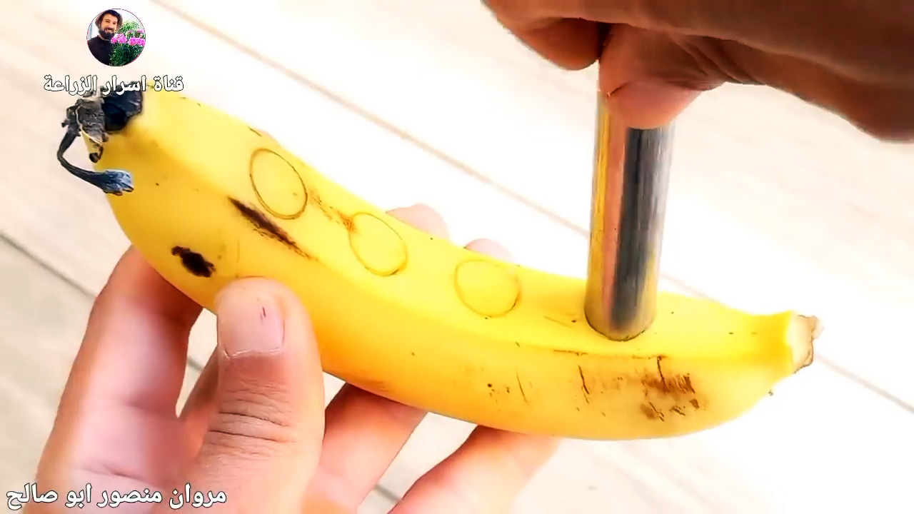 Как быстро прорастить черенки с помощью банана