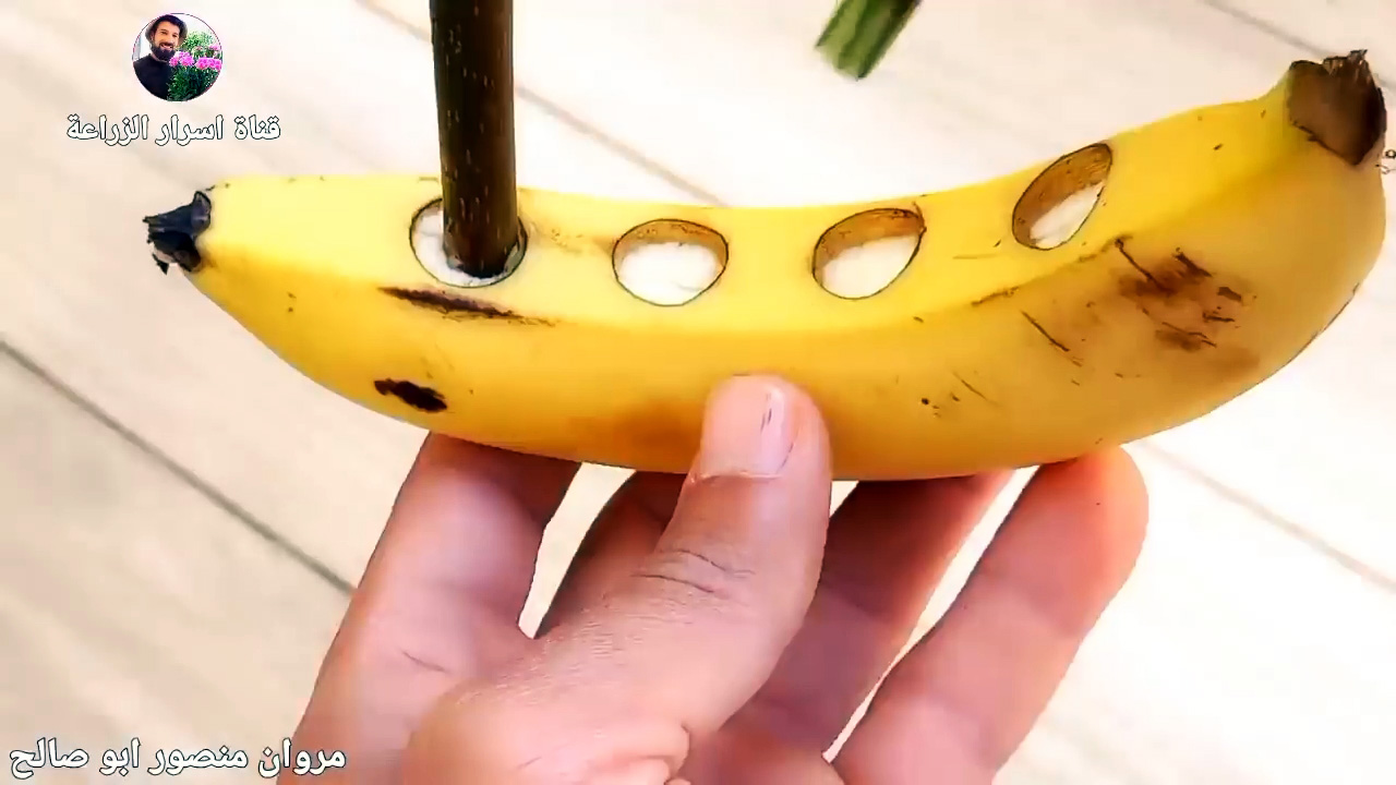 Как быстро прорастить черенки с помощью банана