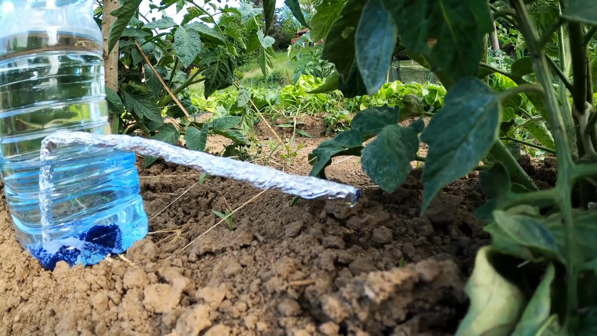 Капельная система полива из ПЭТ бутылок - сэкономит воду и силы на полив, повысит урожай