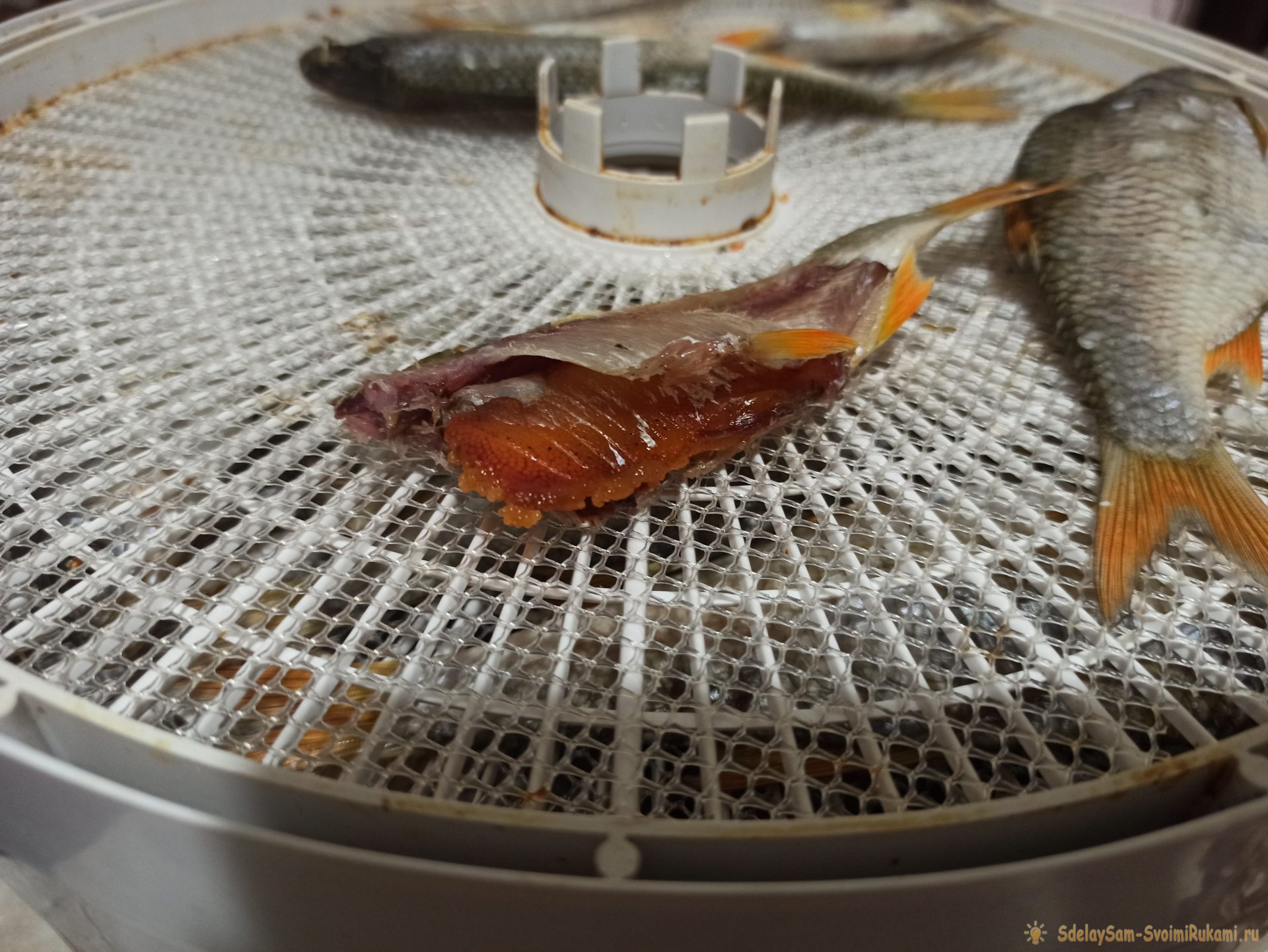 Простой способ засолить и засушить рыбу в электросушилке