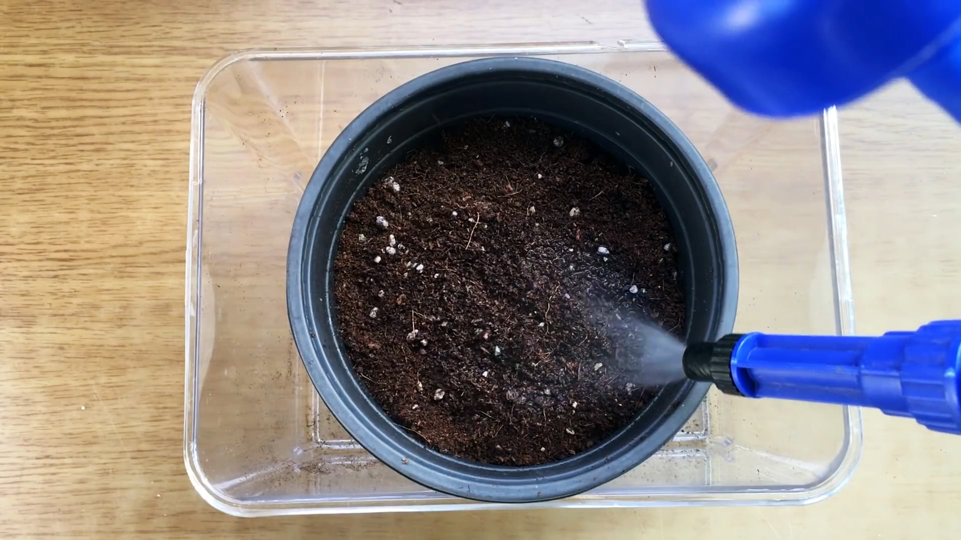 Как вырастить клубнику из семян - элементарный способ для каждого