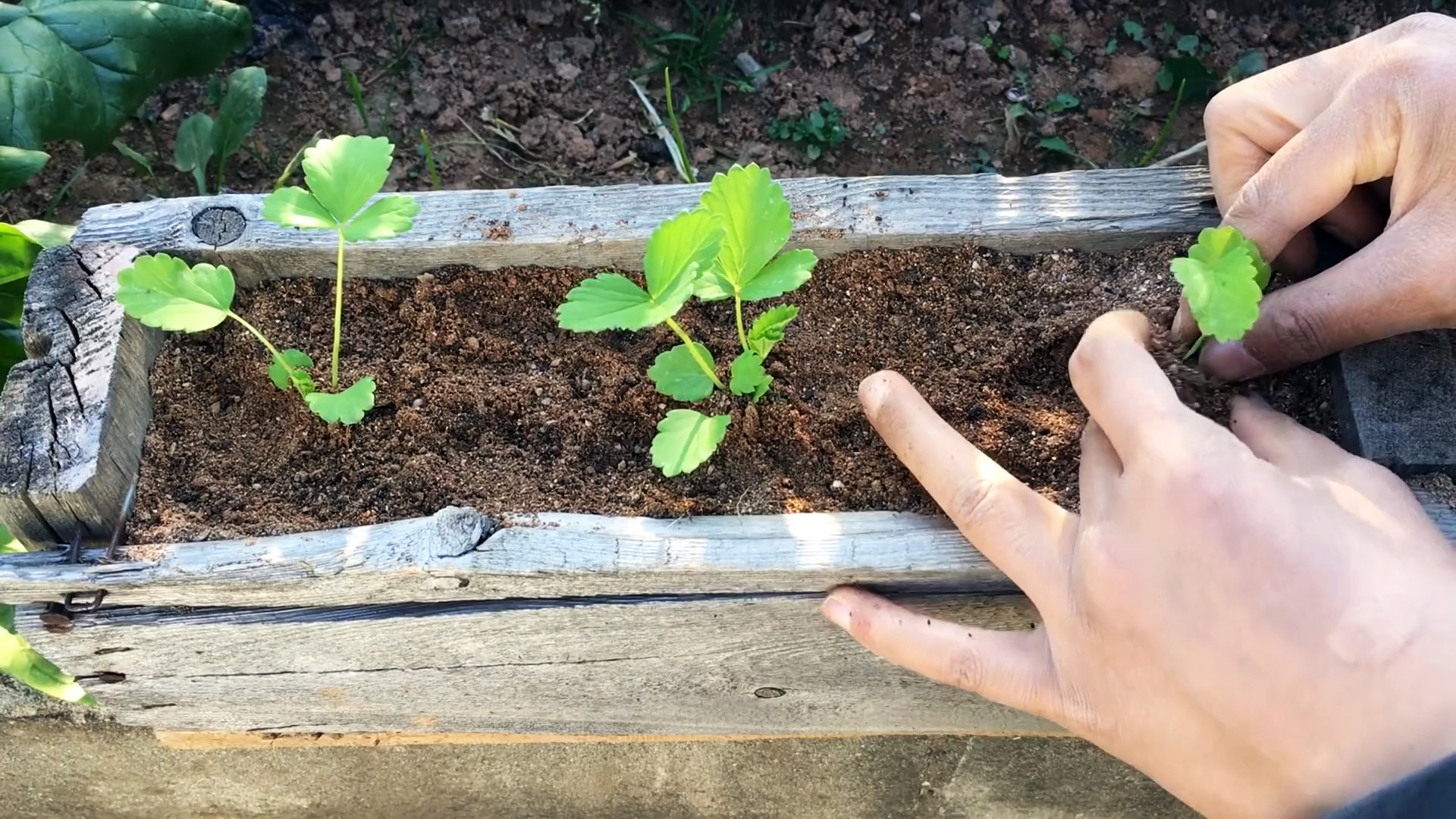 Как вырастить клубнику из семян - элементарный способ для каждого