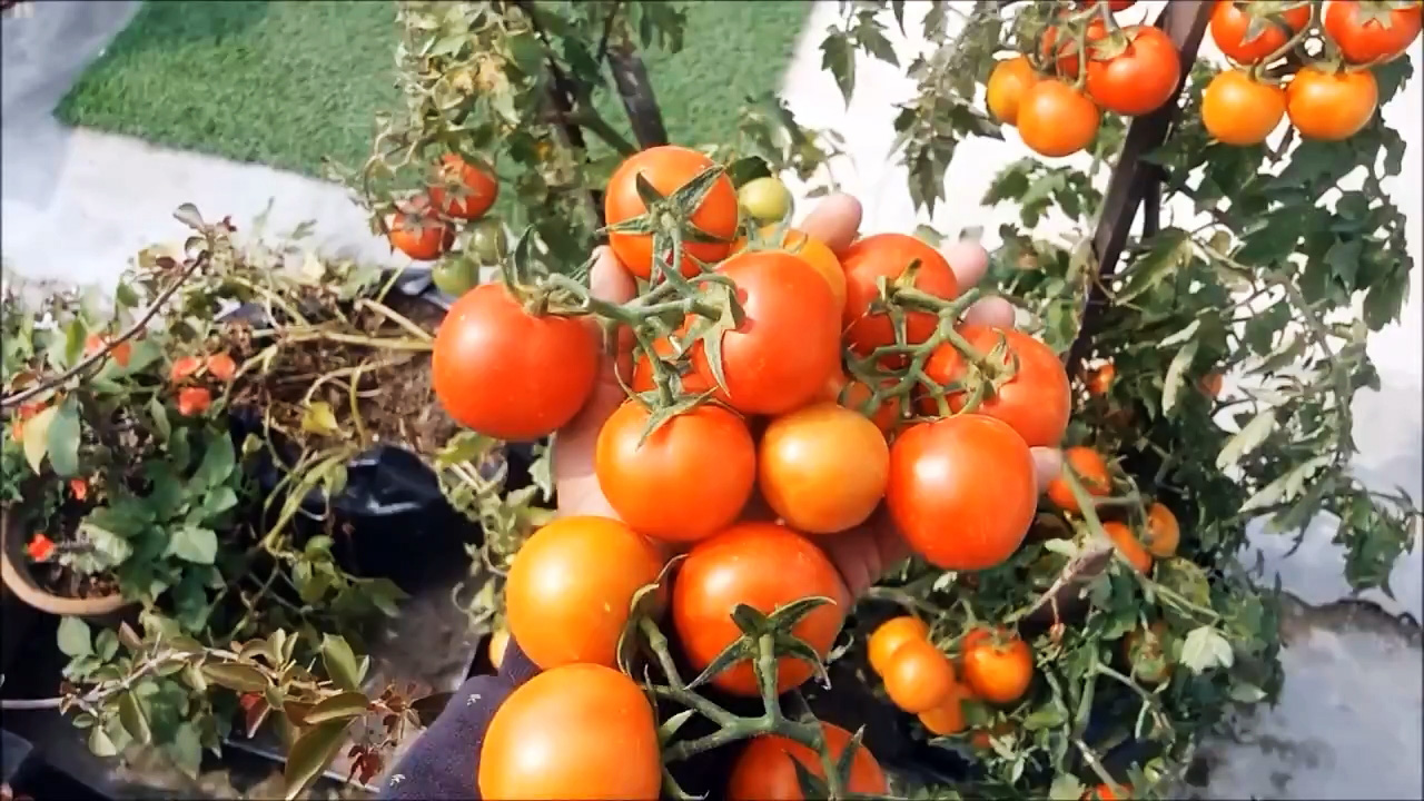 Как вырастить помидоры из покупных. Способ для тех, у кого нет огорода