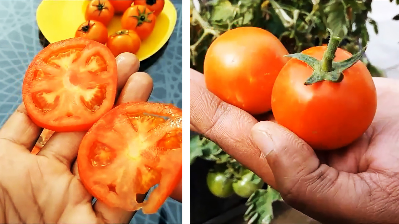 Как вырастить помидоры из покупных. Способ для тех, у кого нет огорода
