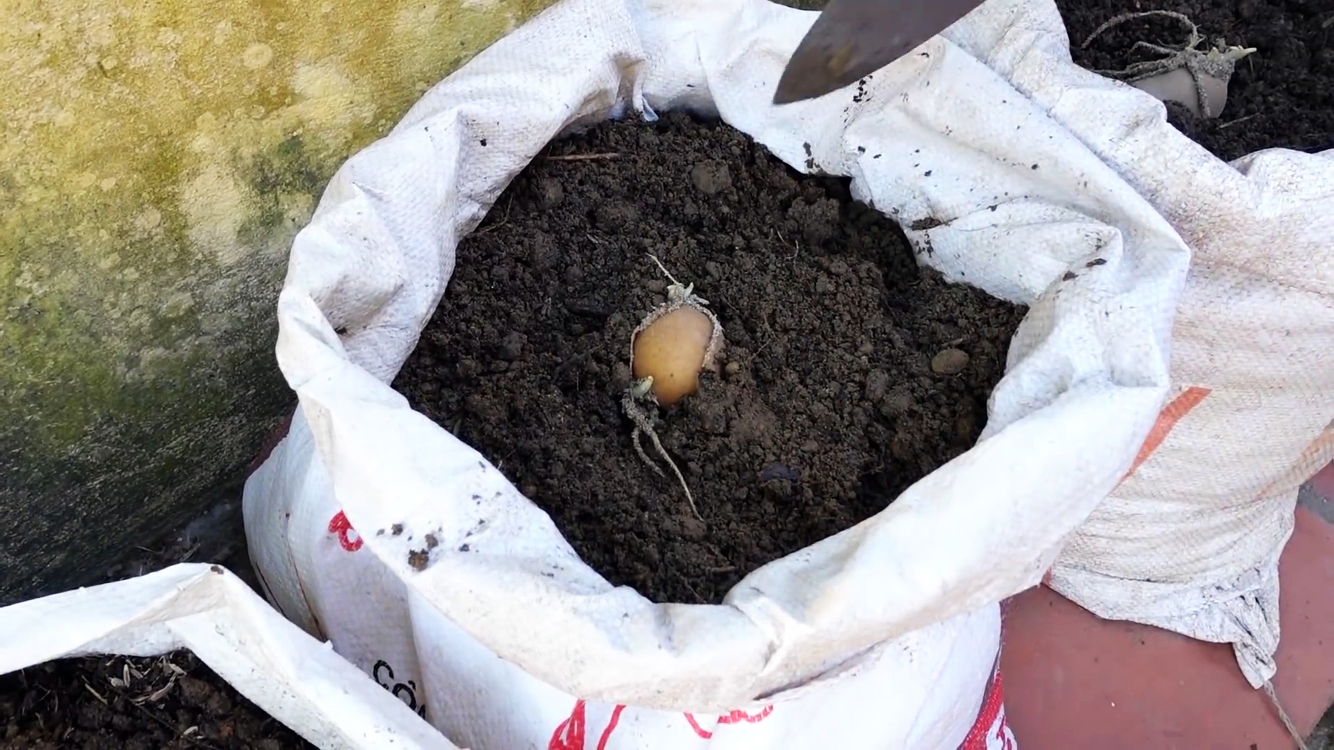 Неожиданный способ выращивания картофеля в мешках. Без участка и даже на балконе