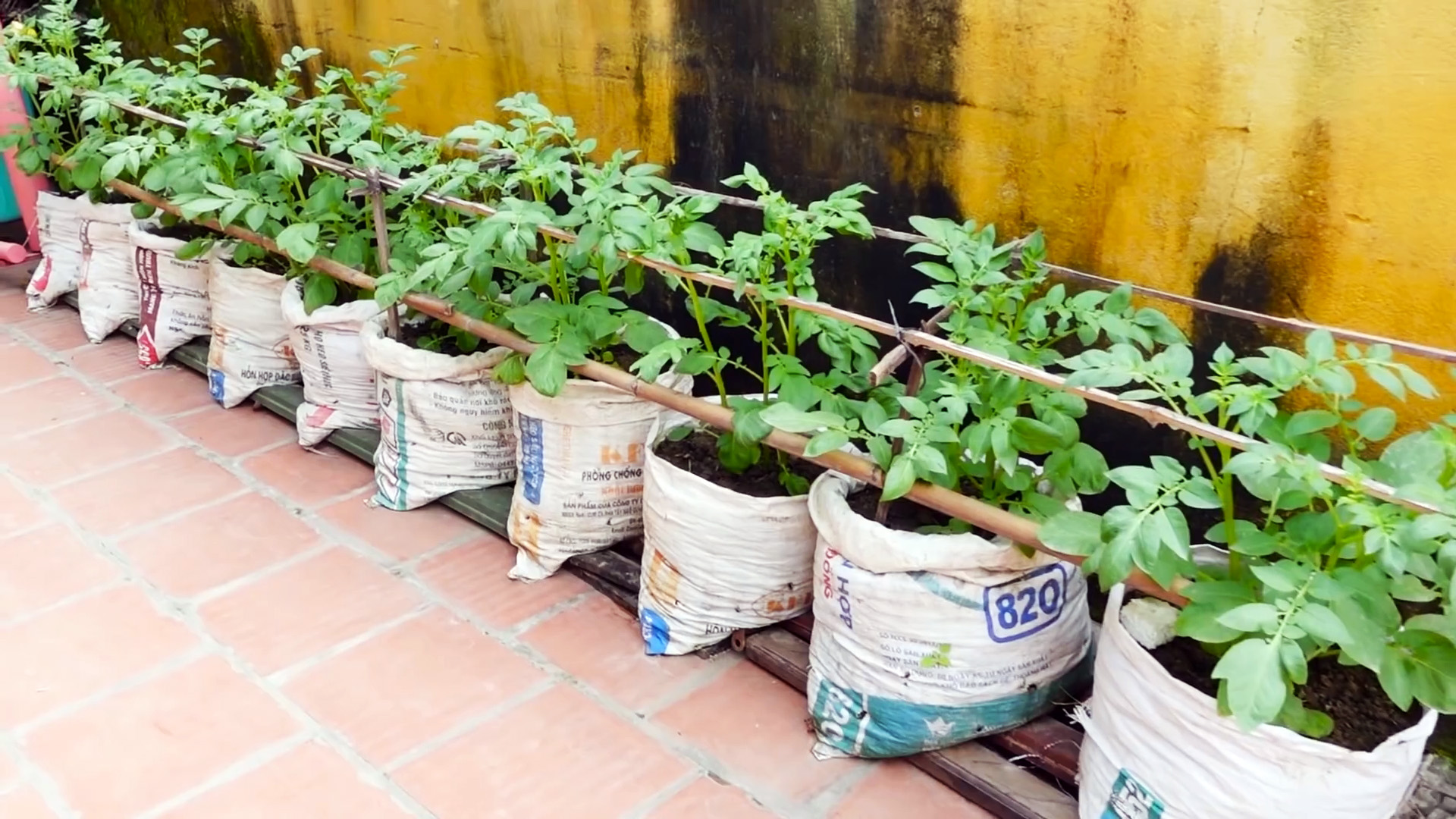 Неожиданный способ выращивания картофеля в мешках. Без участка и даже на балконе