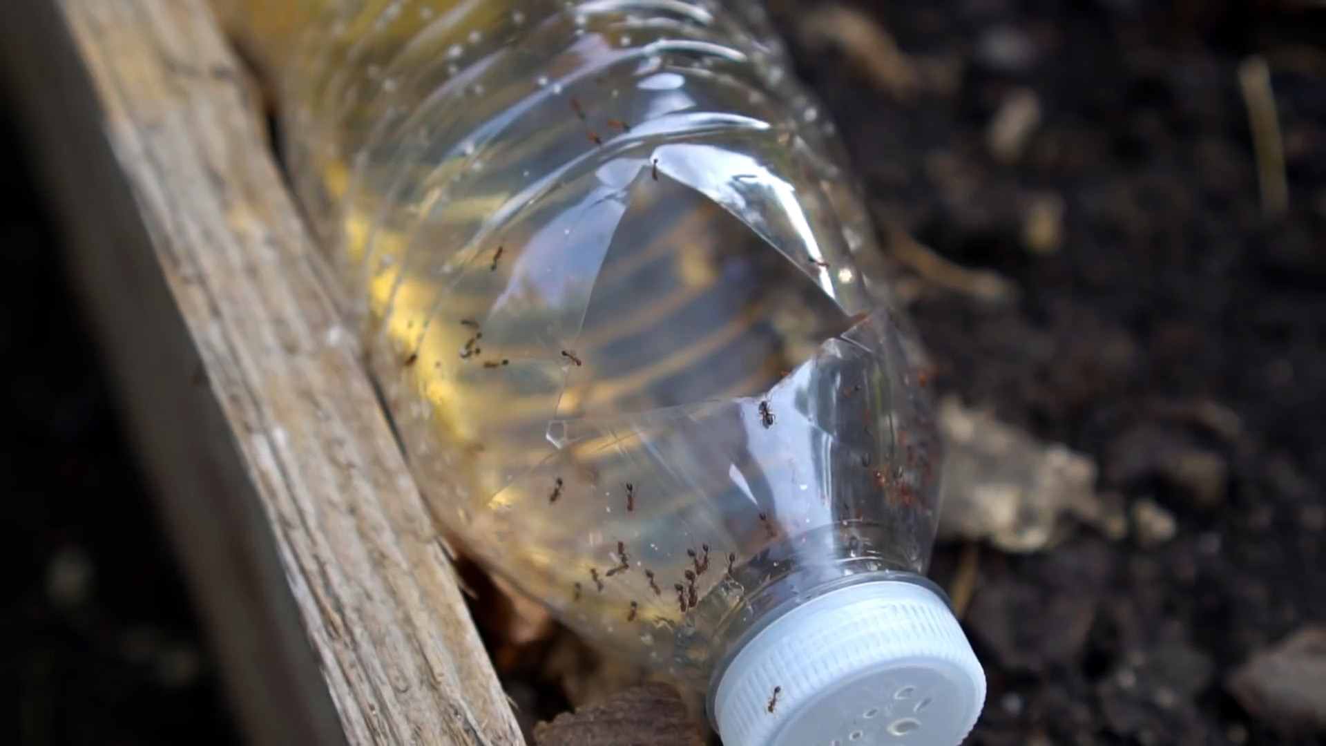 Как сделать ловушку для эффективной борьбы с муравьями на грядках