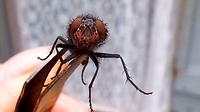 Как избавиться от мух и муравьёв в доме самодельными средствами