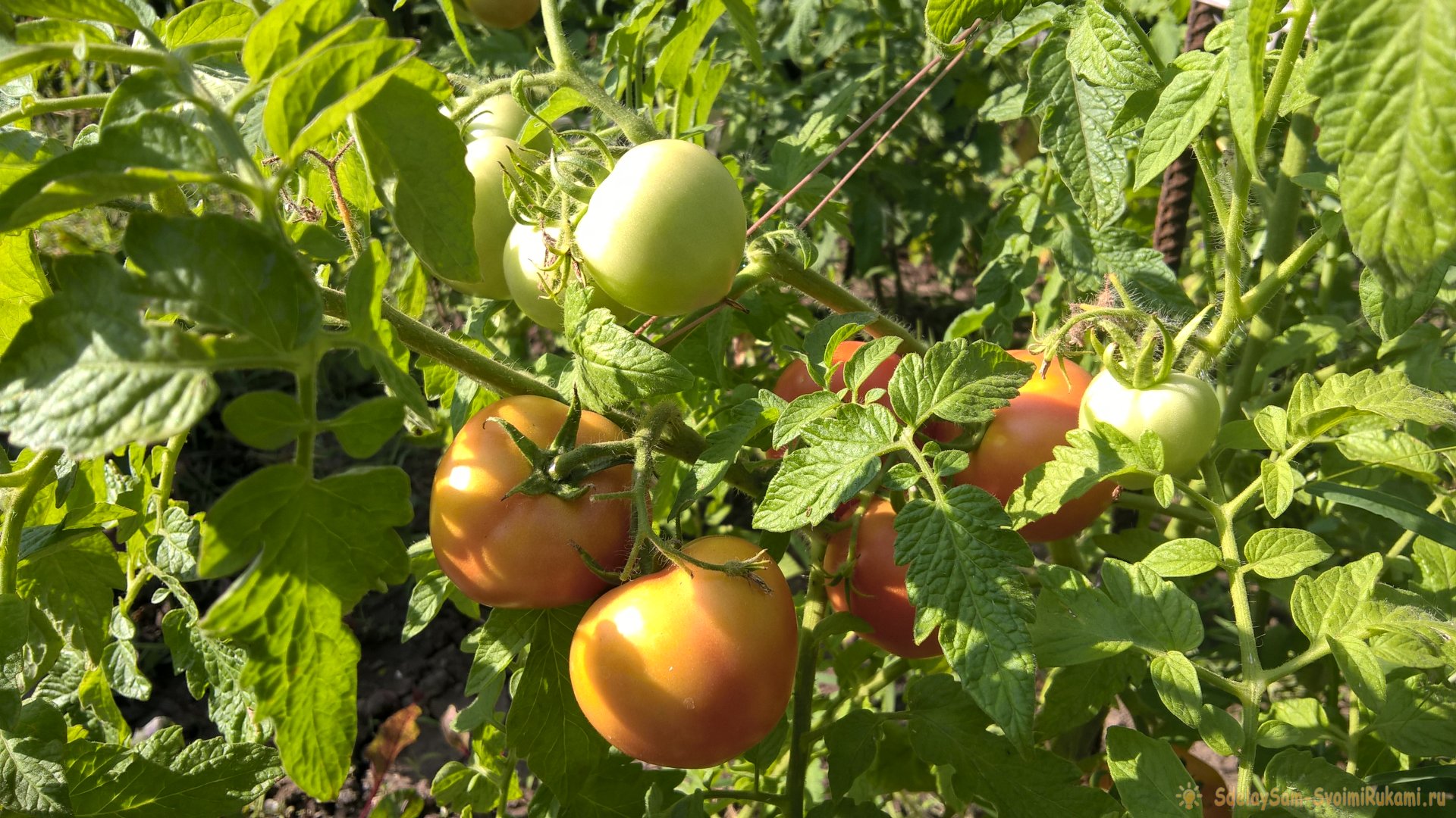 Как ускорить созревание томатов в августе: хитрости и стимулирующие подкормки