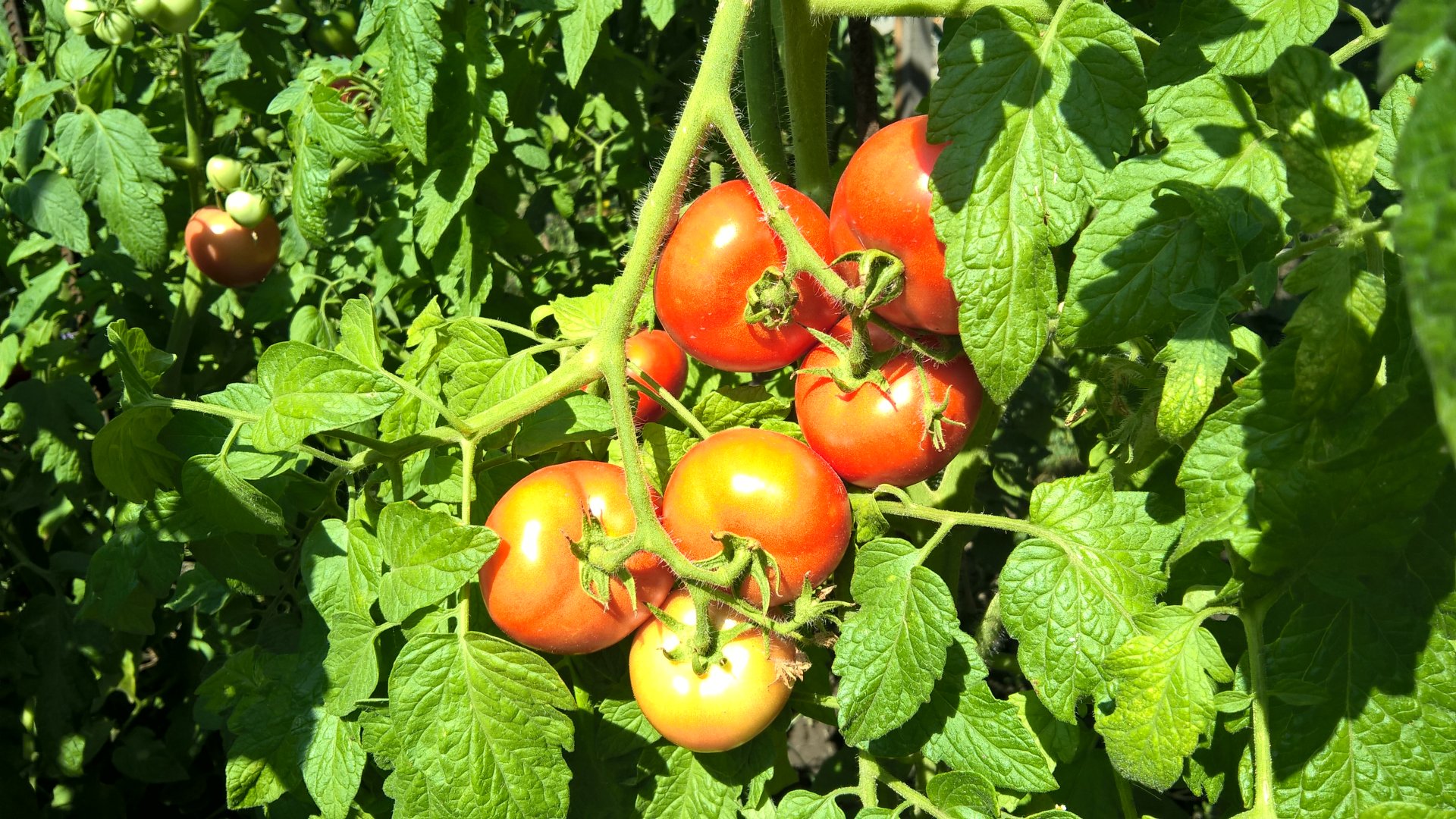Как ускорить созревание томатов в августе: хитрости и стимулирующие подкормки