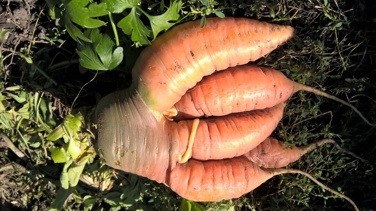 Почему морковь трескается или вырастает «рогатой», мелкой и несладкой? Как предупредить проблему