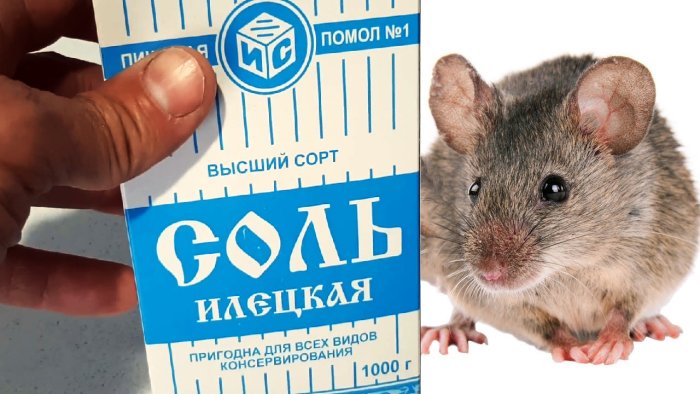 Как избавиться от мышей раз и навсегда Безопасное средство для людей и животных