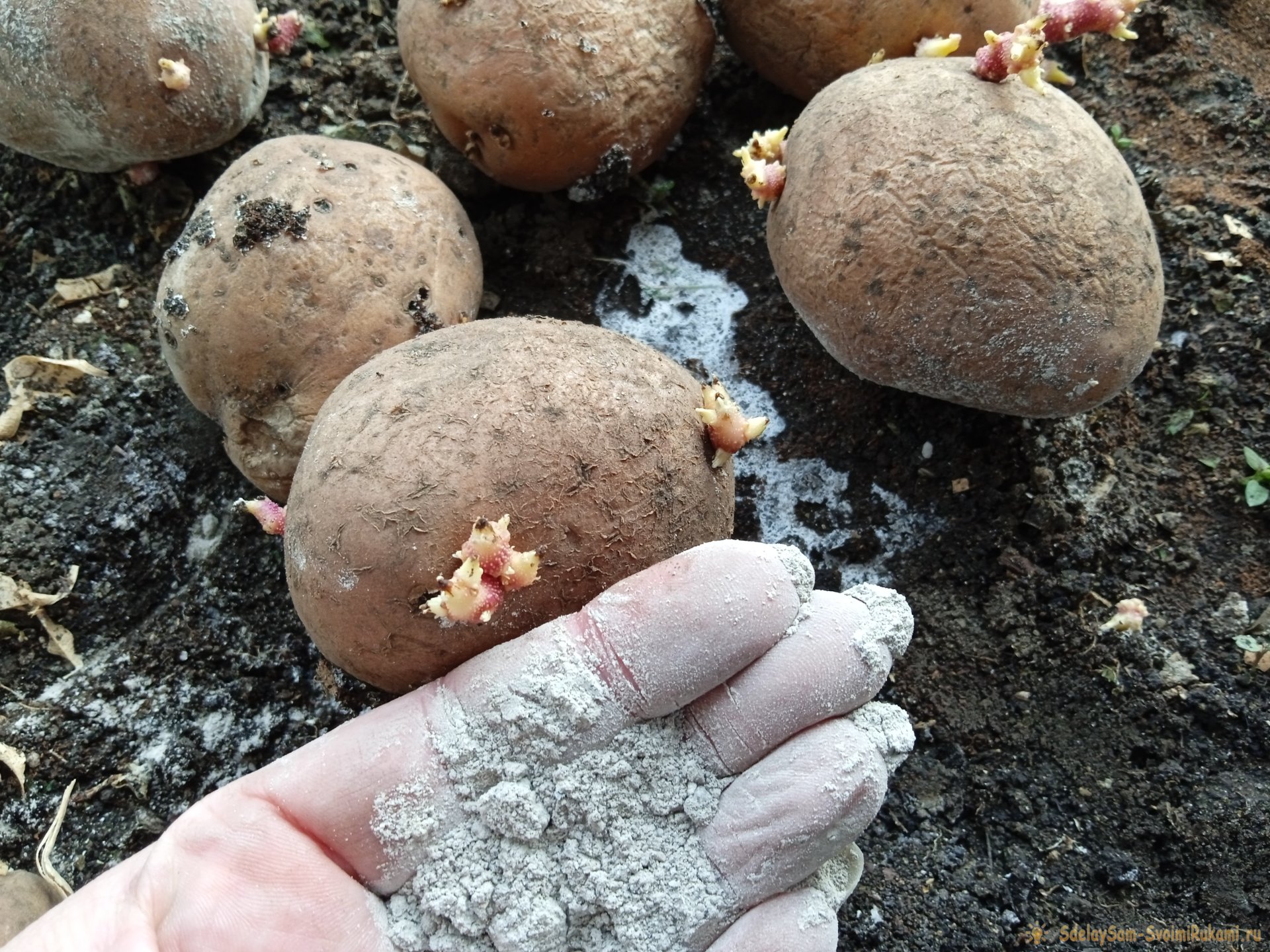 Обработка картофеля золой перед посадкой для повышения урожайности