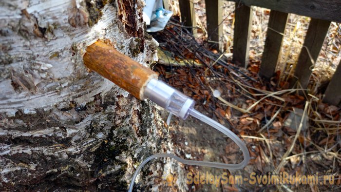 Как правильно собирать березовый сок с наименьшим ущербом для дерева