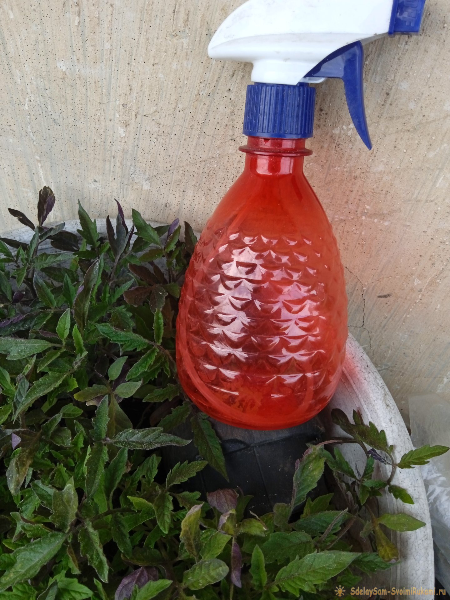 Эффективный стимулятор роста для рассады томатов в домашних условиях