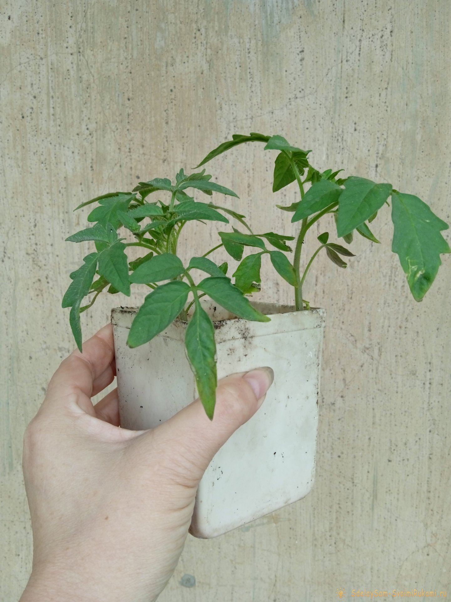 Эффективный стимулятор роста для рассады томатов в домашних условиях