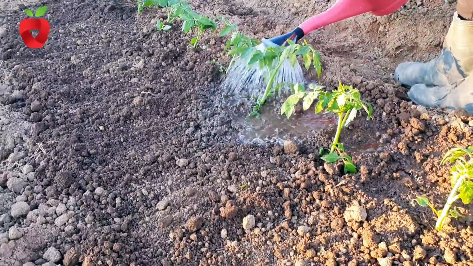 Посадите помидор таким образом и получите крепкий и здоровый урожай