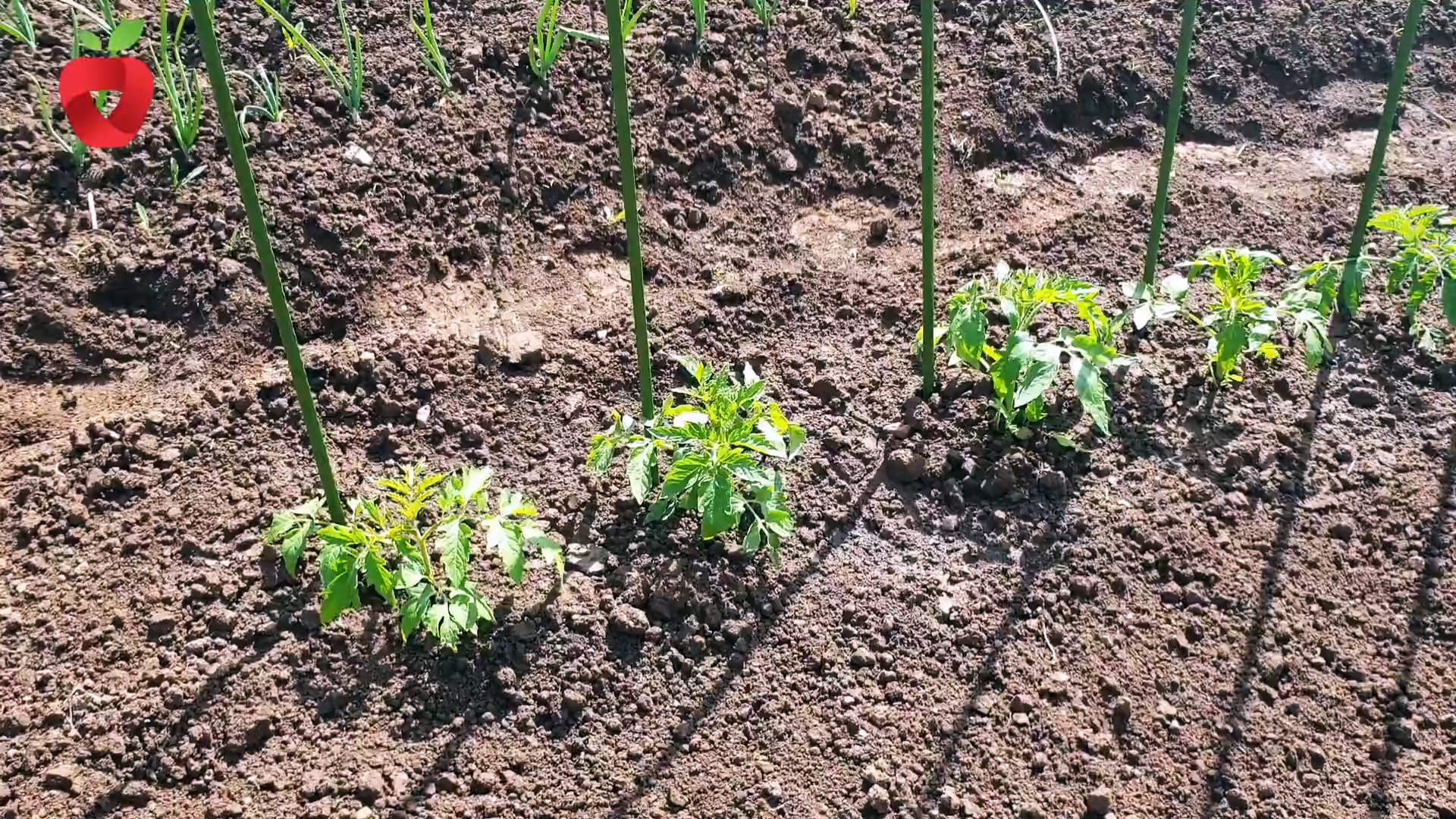 Посадите помидор таким образом и получите крепкий и здоровый урожай