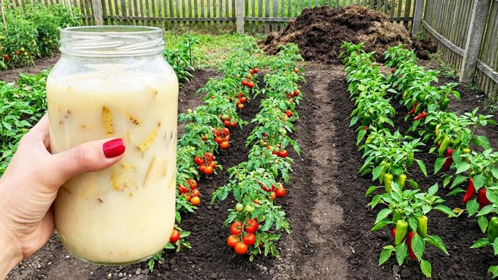 Натуральная универсальная подкормка Будет расти все помидоры перцы огурцы и клубника