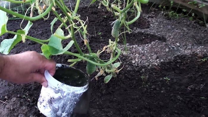 Подкормка огурцов народными средствами 3 эффективных рецепта