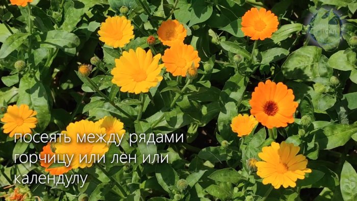 Как избавиться от колорадского жука за пару минут