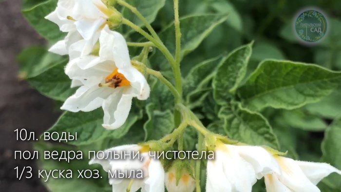 Как избавиться от колорадского жука за пару минут