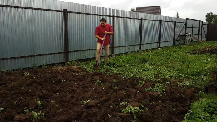 Посадка газона на участке с сорняками опыт и результаты