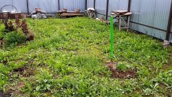Посадка газона на участке с сорняками: опыт и результаты