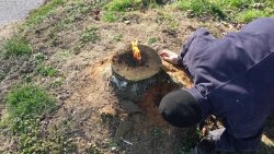 Как просто удалить пень без выкорчевывания Как просто удалить пень без выкорчевывания