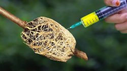 5 стопроцентных способа размножения растений отводками 5 стопроцентных способа размножения растений отводками