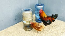 Как смастерить «долгоиграющую» автоматическую поилку и кормушку для домашней птицы из ПЭТ бутылей Как смастерить «долгоиграющую» автоматическую поилку и кормушку для домашней птицы из ПЭТ бутылей