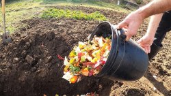 Зачем опытные огородники закапывают кухонные отходы? Зачем опытные огородники закапывают кухонные отходы?