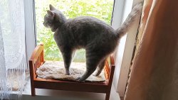 Как сделать необычную лежанку для кошки Как сделать необычную лежанку для кошки